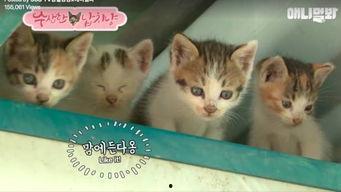 娱乐吃瓜酱猫妈妈视频下载,揭秘萌宠日常